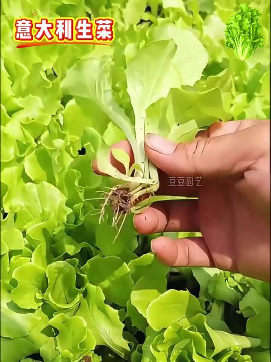 无农药残留意生菜籽吃得安