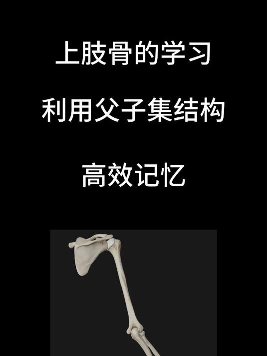 维萨里3D解剖:上肢骨的学习