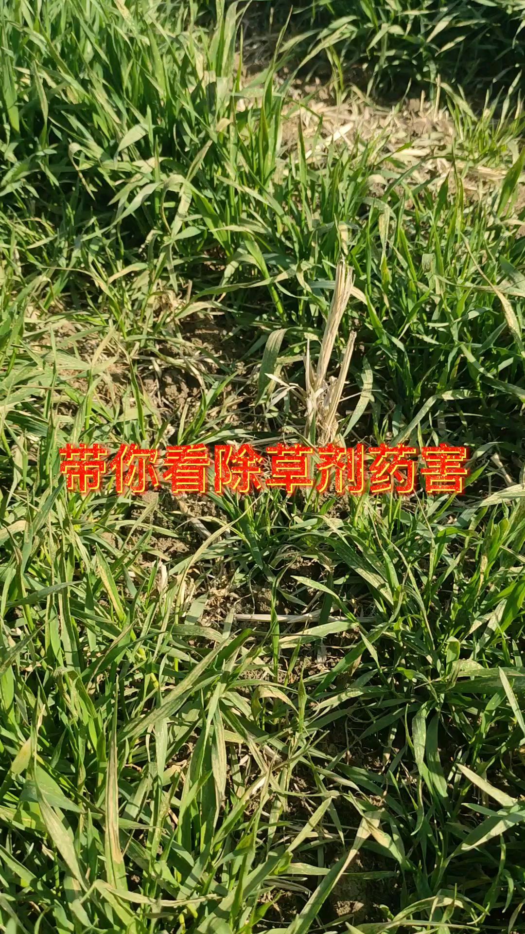 每一年都有的除草剂药害