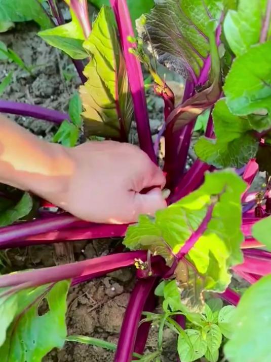 红菜苔种植时间介绍！