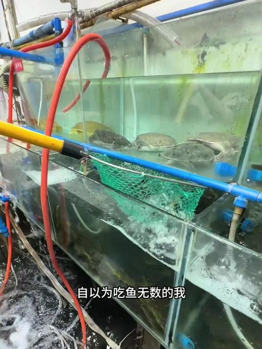 谁能拒绝一顿年年有余（鱼），红红火火的鱼火锅呢？