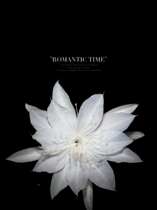 手机如何拍黑背景花朵照片