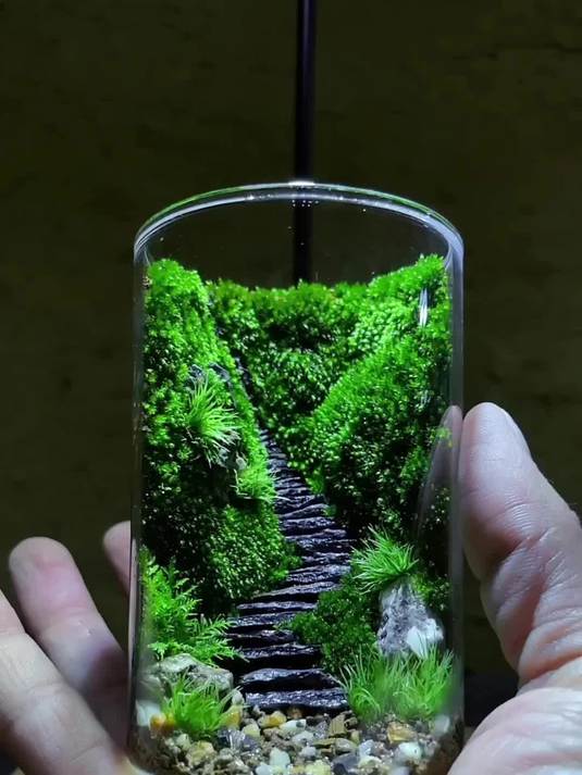 玻璃杯泥土苔藓打造微景观步骤