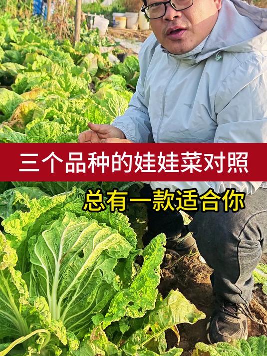三个品种的娃娃菜对照