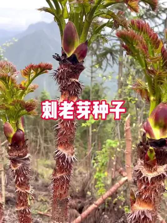 刺龙芽菜种子太绝啦!营养高口感好,小院撒籽就长!