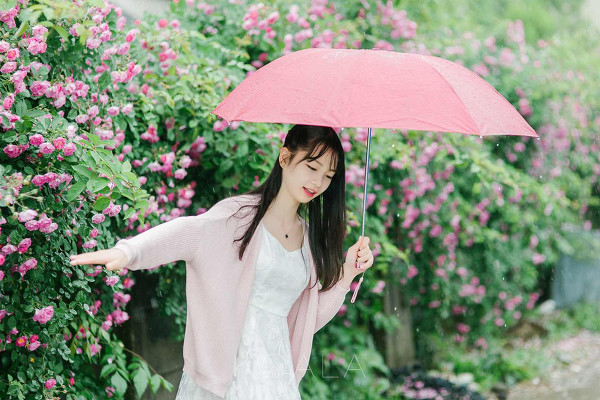 图片[8]-雨中蔷薇-六色网