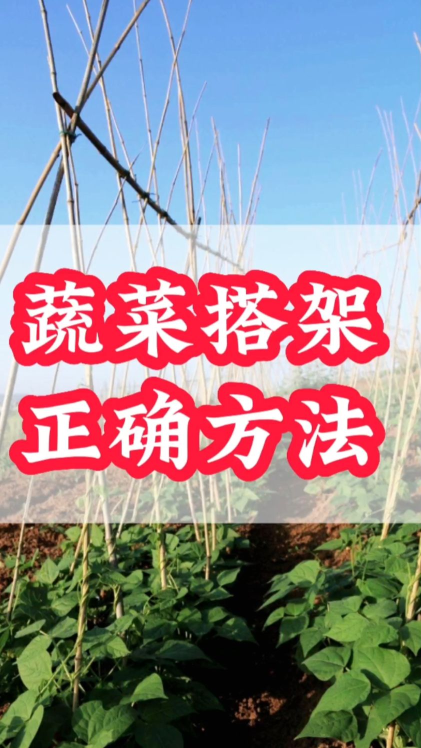 蔬菜搭架正确方法