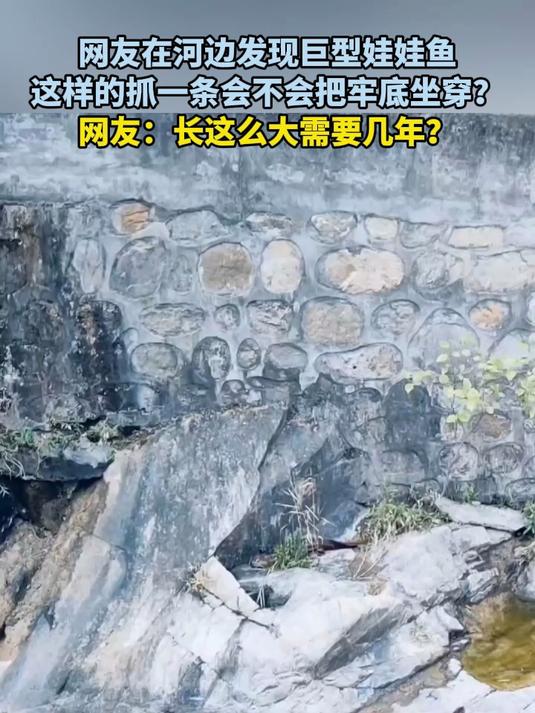 网友在河边发现巨型娃娃鱼,这样的抓一条会不会把牢底坐穿?