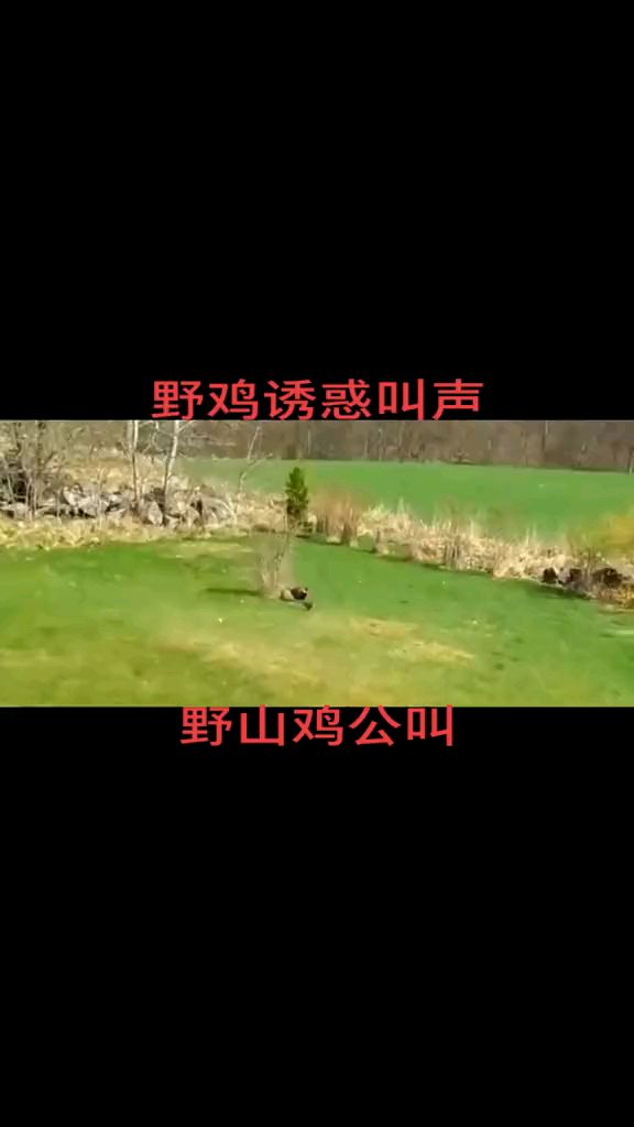 野山鸡公诱叫声