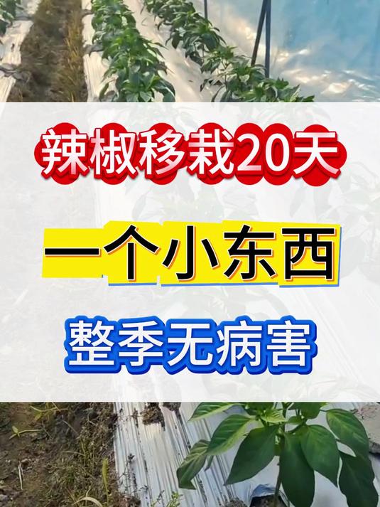 蔬菜病害防治