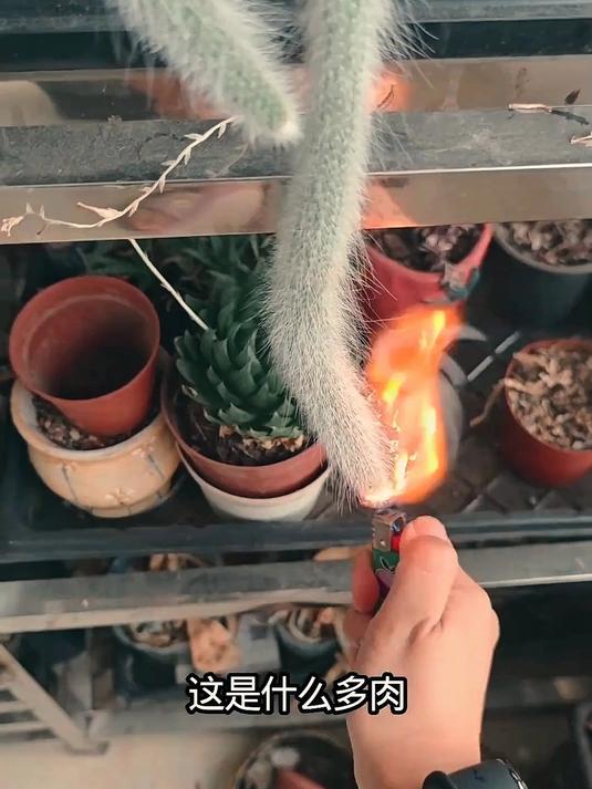 科普分享12种多肉植物，你喜欢那一种？