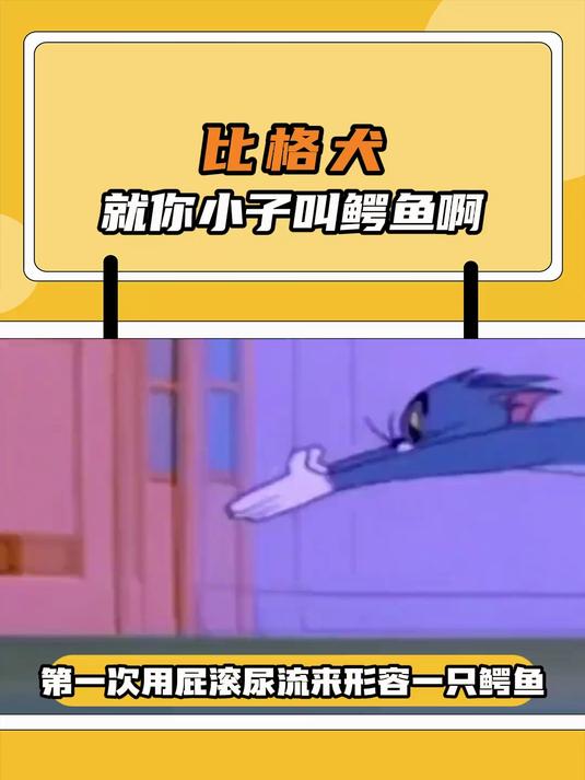 动画片诚不欺我,这鳄鱼跑得也太快了吧