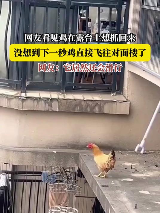 网友看见鸡在露台上想抓回来,没想到下一秒鸡直接飞往对面楼了