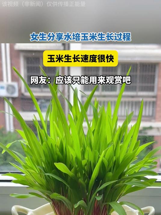 女生晒水培玉米生长过程,生长速度很快,网友:只能用来观赏吧