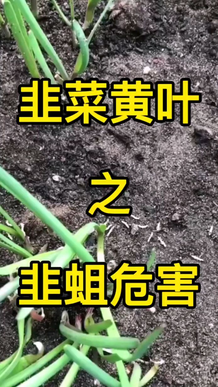 韭菜黄叶之韭蛆危害,及韭蛆防治 韭菜种植 三农