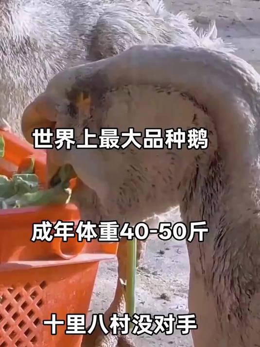 世界上最大品种鹅，成年体重可长40多斤，十里八村没对手