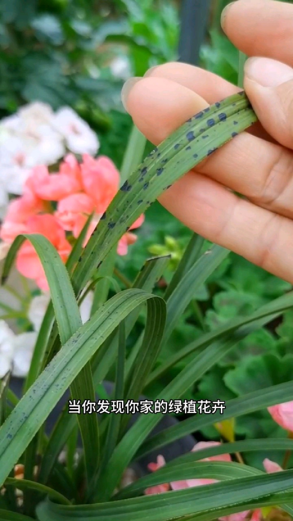 绿植花卉多肉得了黑斑病烟煤病白粉病炭疽病怎么办