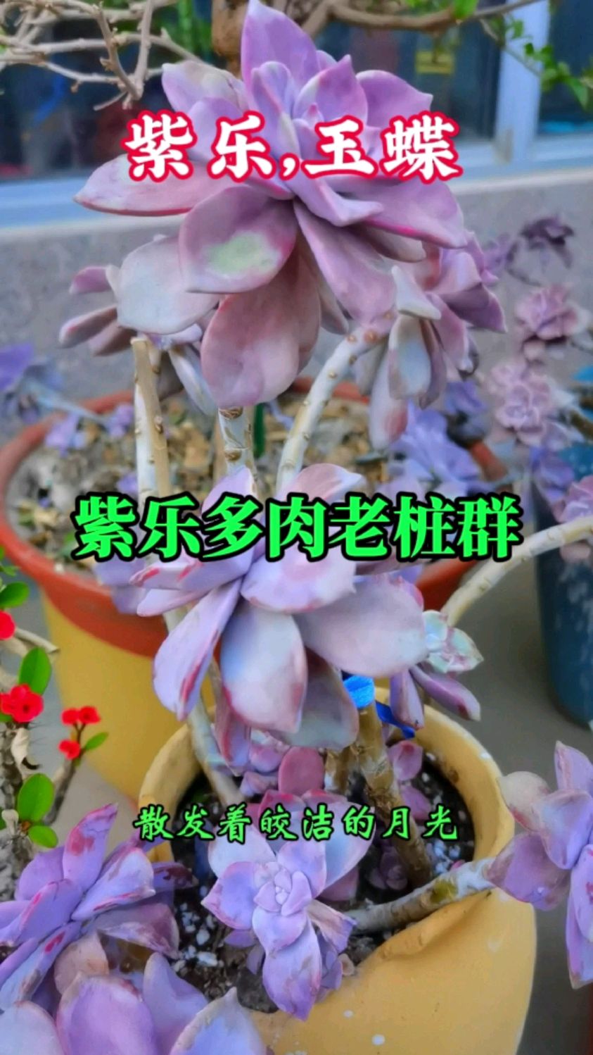 多肉紫乐玉蝶老桩