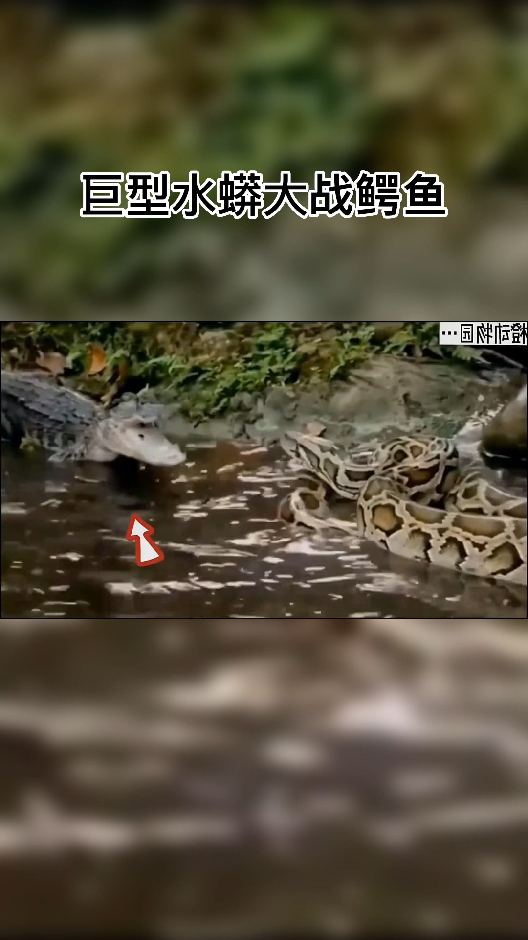 鳄鱼大战巨型水蟒