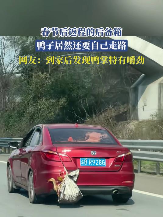 春节后返程的后备箱,鸭子居然还要自己走路,网友:到家后发现鸭掌特嚼劲#返程大军装着父母的爱