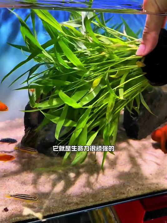有一种水草非常好养,不用种植不用固定,丢水里就能立刻成景!