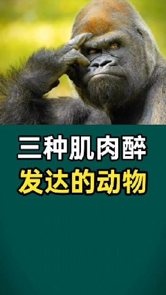 三种肌肉最发达的动物,你知道吗?