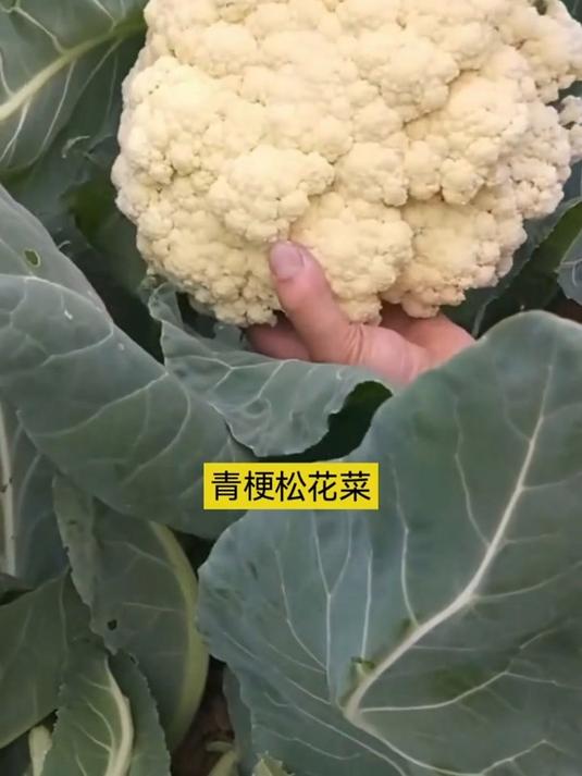 比普通花菜口感好,青梗松花菜是早春播种品种!