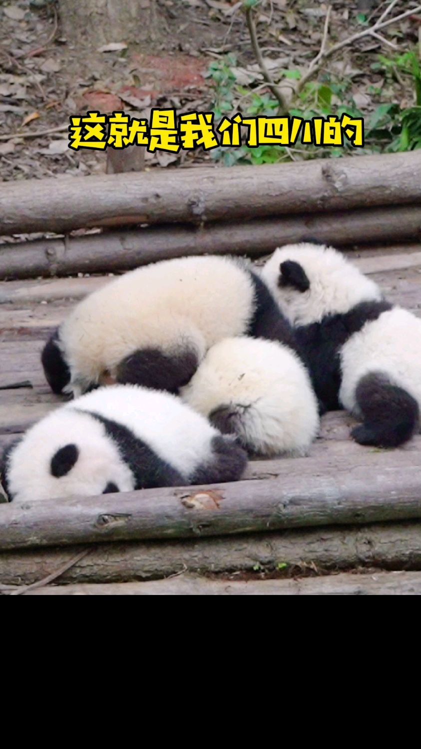 糟糕!一锅汤圆都露馅啦!