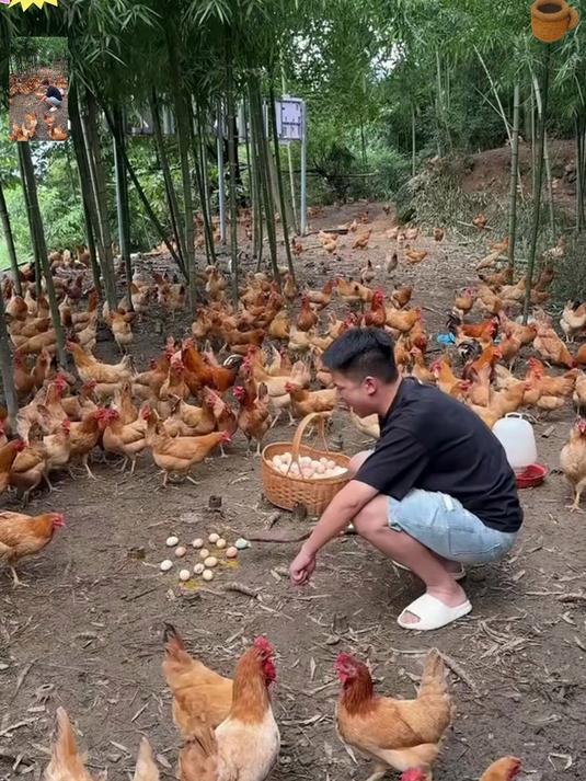 林间散养土鸡蛋！蛋黄金黄口感嫩，每天新鲜现捡