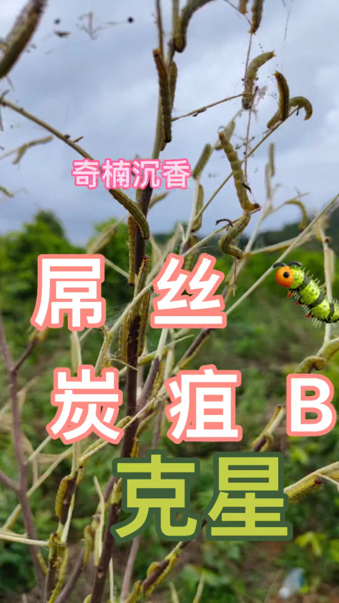 奇楠沉香病虫害泛滥,别担心,我来拯救