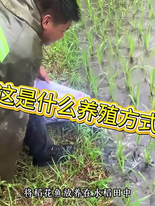 稻花鱼养殖