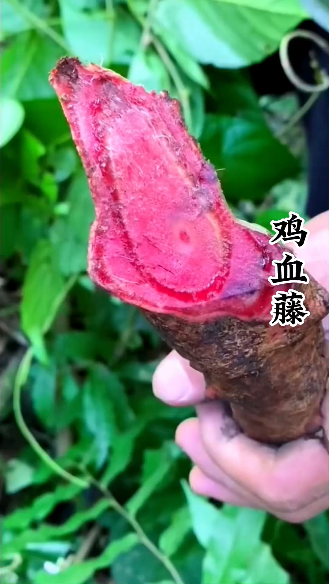 鸡血藤又叫紫梗藤,马鹿花,你们知道它有哪些价值吗#鸡血藤 #你的家乡有这种植物吗