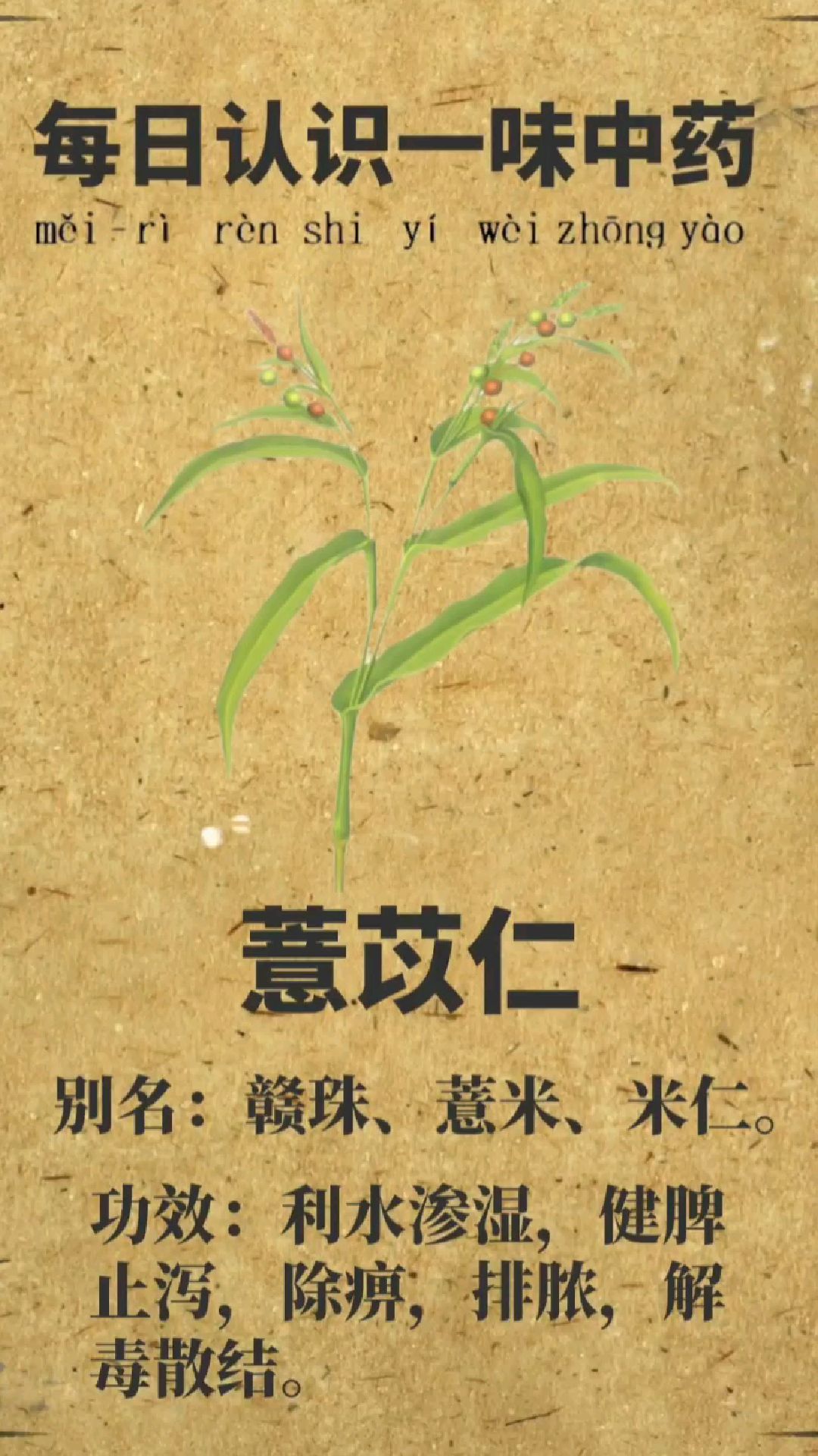 每日认识一味中药【薏苡仁】