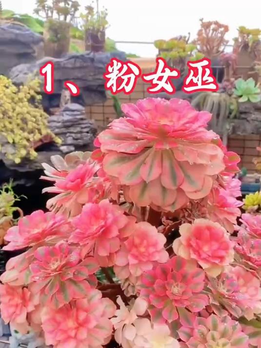 多肉界的颜值担当,今天给大家分享十款经典的法师锦,特别的好看