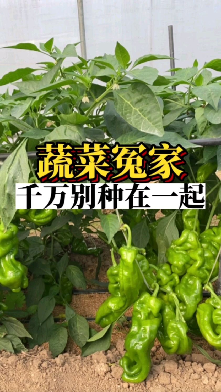 这几种蔬菜天生相克,千万不要种在一起