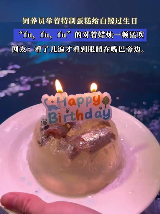 饲养员举着特制蛋糕给白鲸过生日“fu,fu”的对着蜡烛一顿猛吹