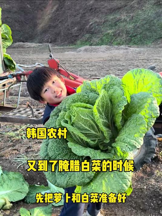韩国农村一年一度腌辣白菜的时候又到了,先把萝卜和白菜准备好