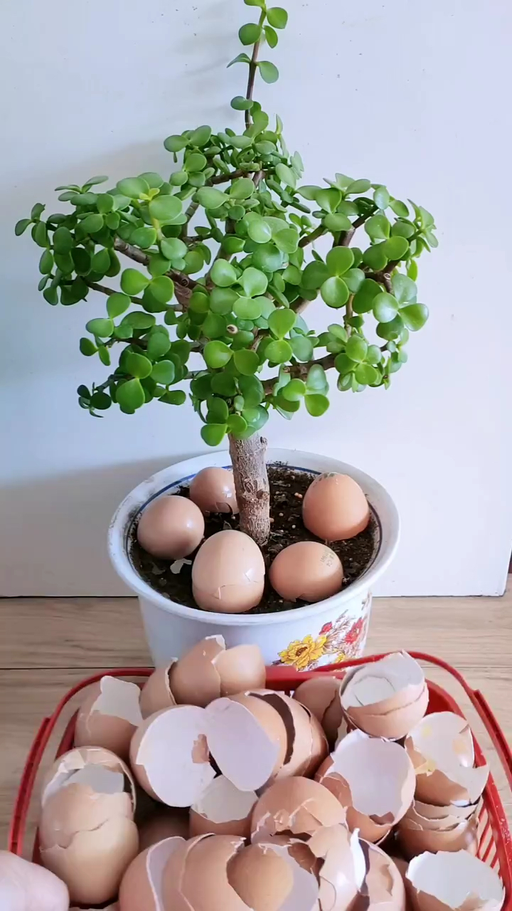 鸡蛋壳可以用来养花你知道吗?
