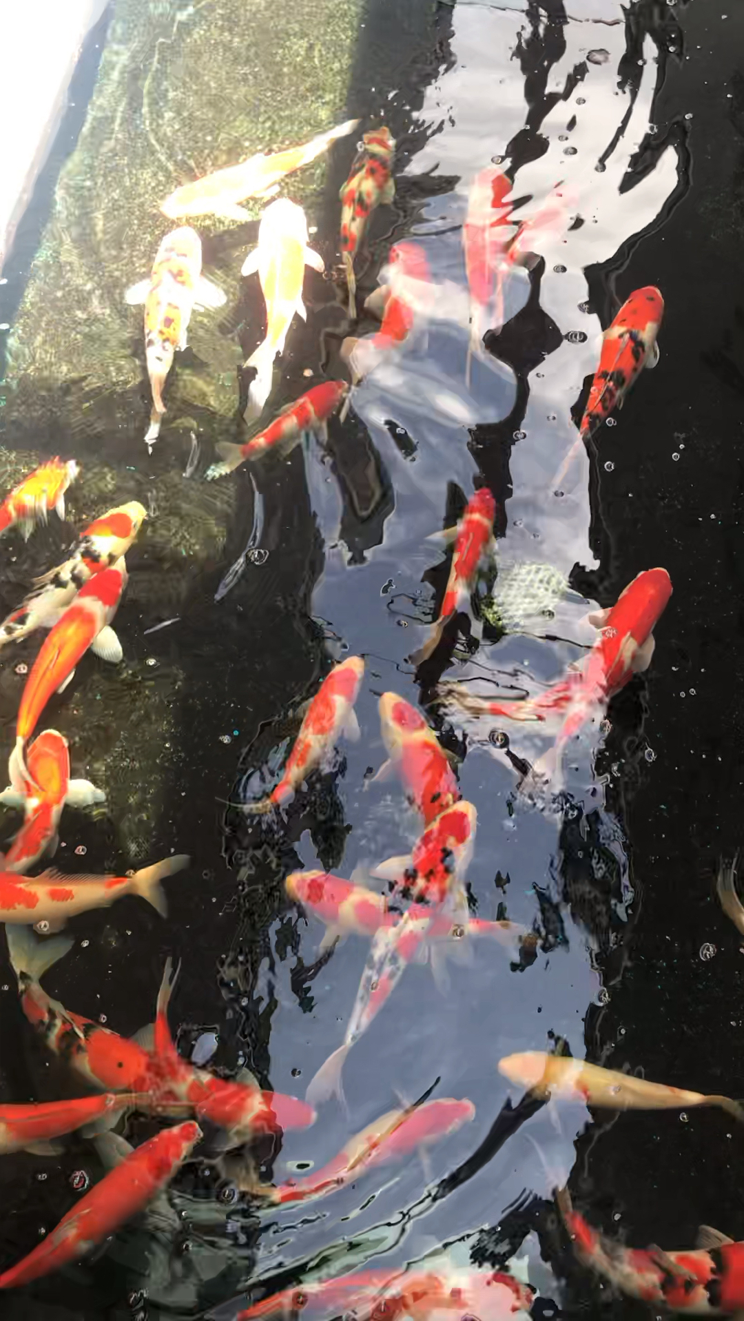 清澈鱼塘动态壁纸,庭院中鱼塘的魅力所在