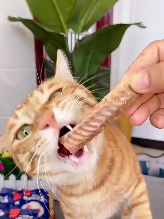 了这个深海鲣鱼条,哪还用得着给猫咪买营养品给猫