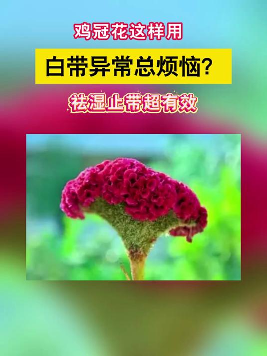 白带异常总烦恼?鸡冠花这样用 祛湿止带超有效