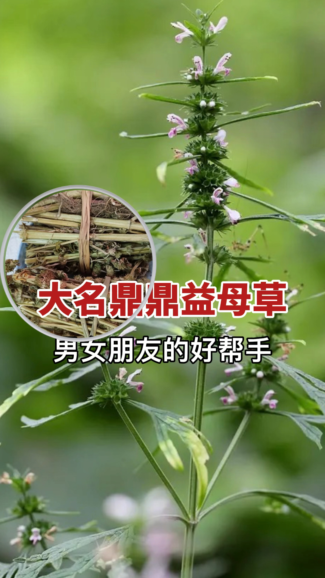 大名鼎鼎的红花益母草在生活中有不少的价值!真正懂它的人不多,男女好帮手遇到请珍惜