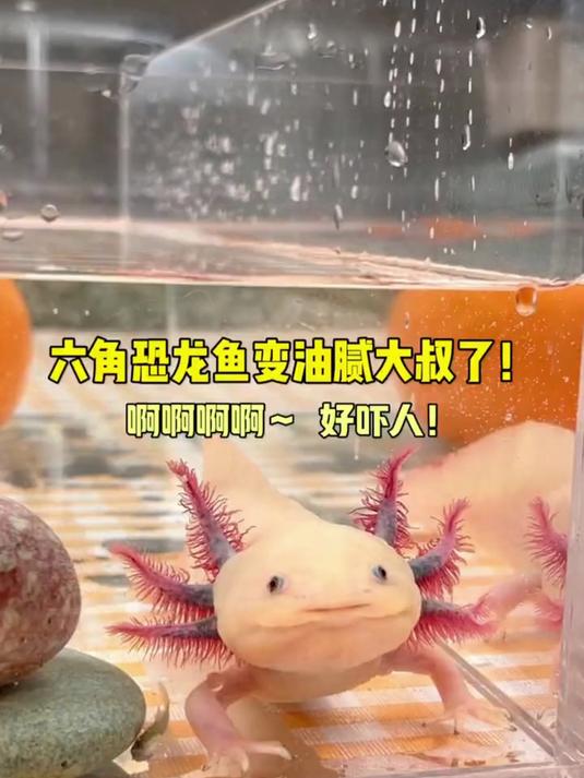 我的六角恐龙鱼变油腻大叔啦！今天给他布置新家不然都住不下喽