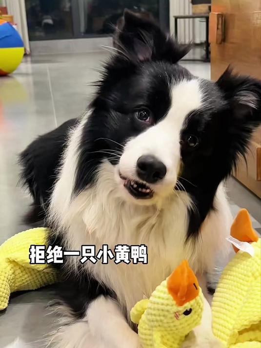 狗狗玩到根本停不下来的玩具小鸭,能发声内置响纸,价格还很香赶紧给狗狗安排#小狗##狗玩具#