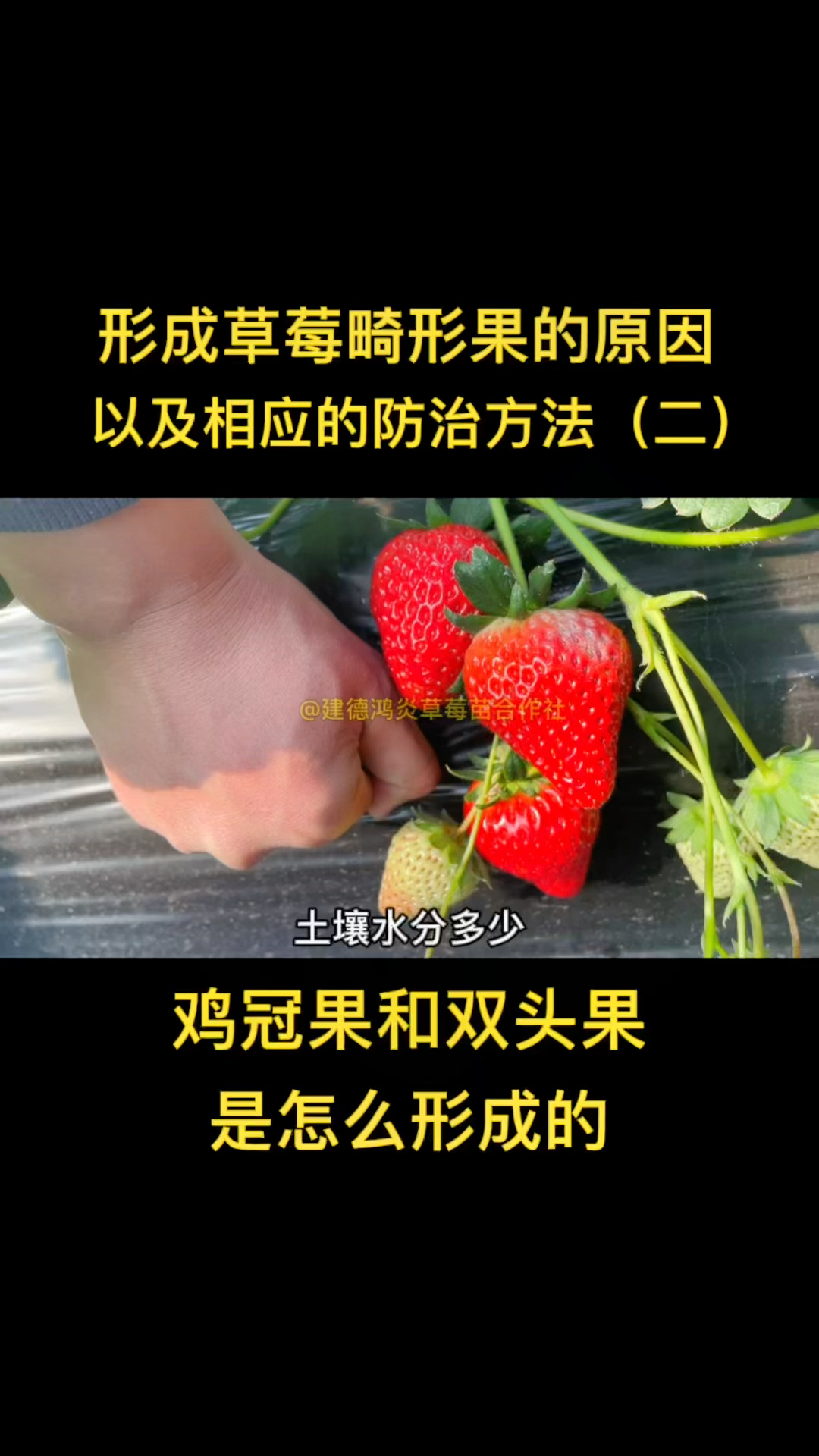 形成草莓畸形果的原因及相应的防治方法(二),鸡冠果和双头果是怎么形成的,如何预防