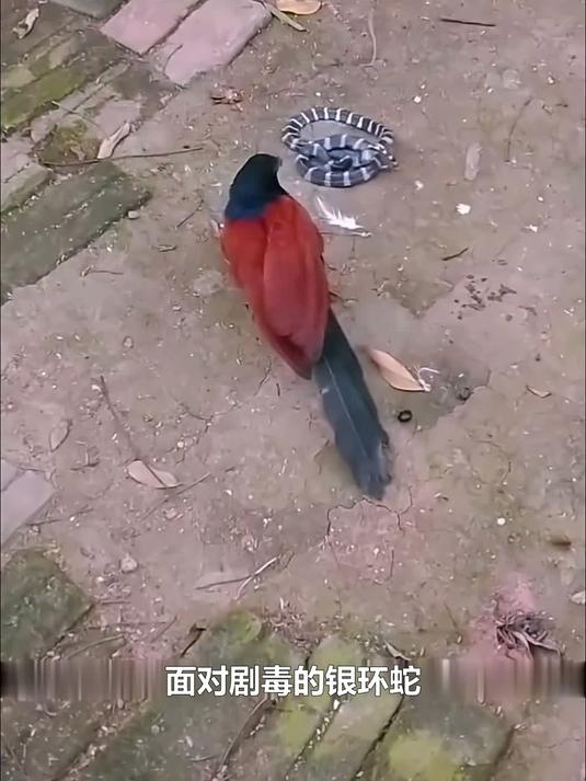 剧毒银环蛇竟成盘中餐，揭秘南方丛林中红毛鸡的致命捕猎技巧