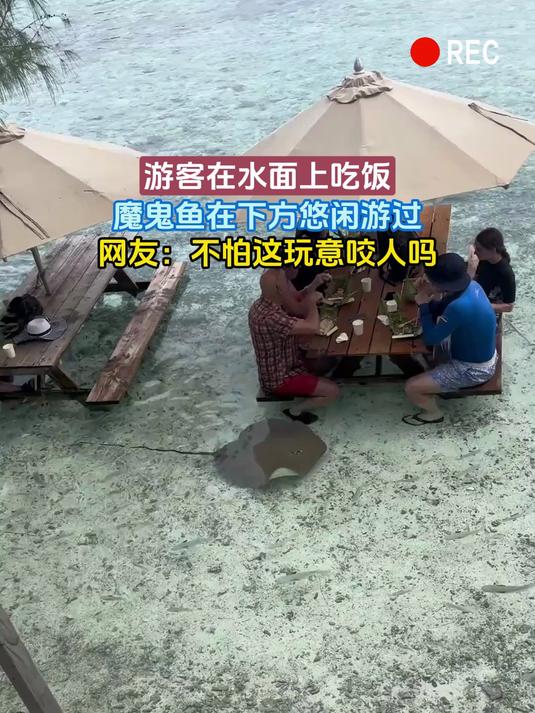 游客在水面上吃饭,魔鬼鱼在下方悠闲游过,网友:不怕这玩意咬人吗
