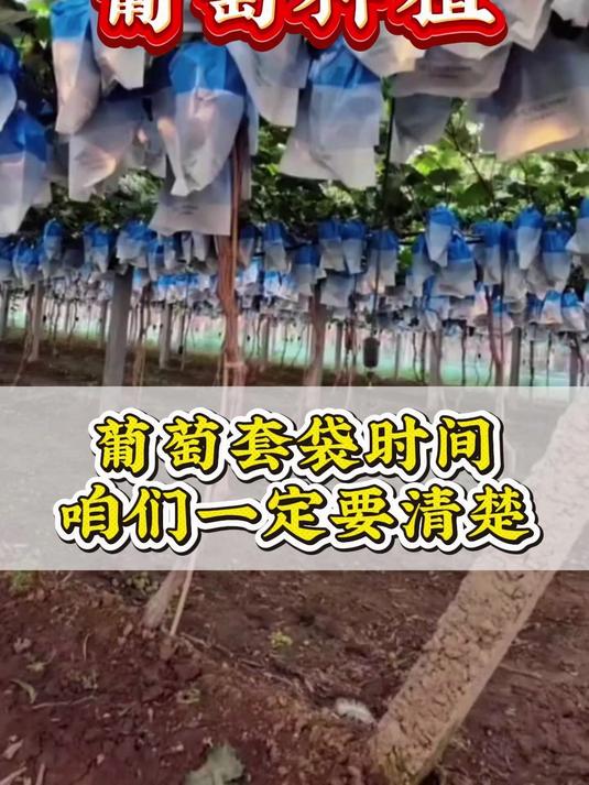 葡萄套袋时间#葡萄种植##葡萄种植技术#