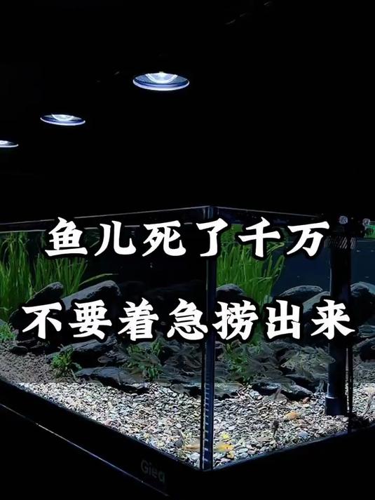 死鱼不能用手直接去碰,也不要在鱼缸面前过度悲伤!