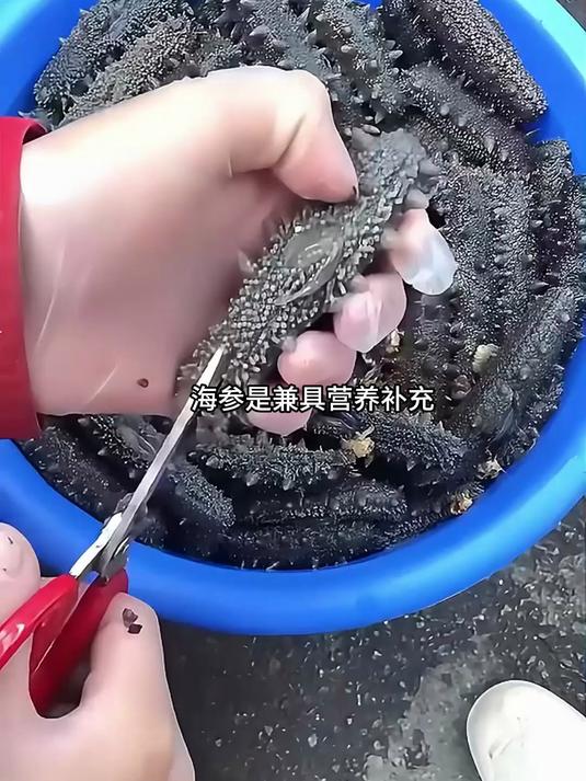 海参的营养价值